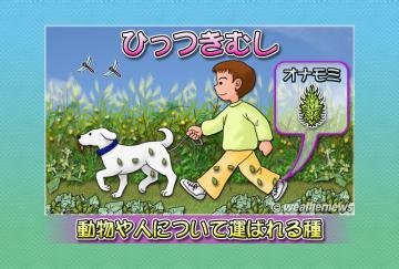 ひっつきむし