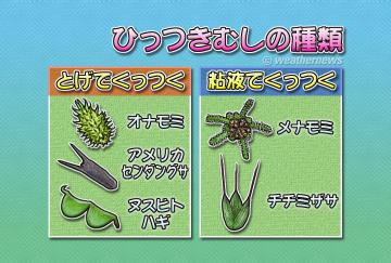 ひっつきむしの種類