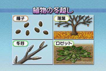 植物の冬越し