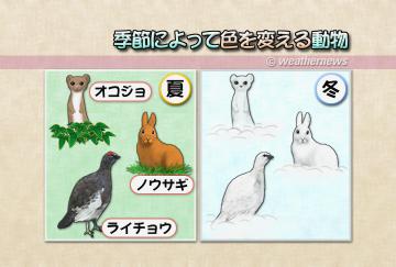 季節によって色を変える動物