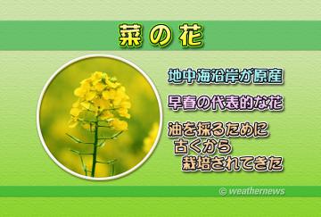 菜の花