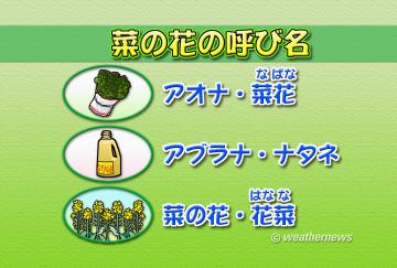 菜の花の呼び名