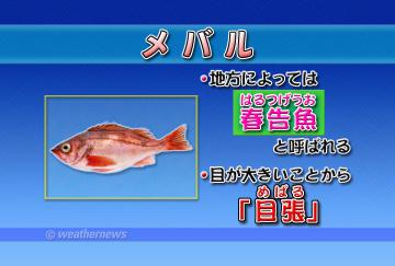 メバル