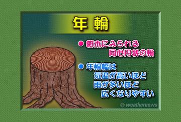 年輪