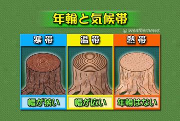 年輪と気候帯