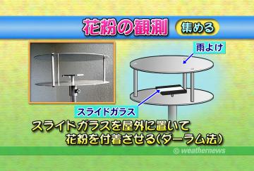 花粉の観測・集める