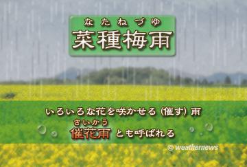 菜種梅雨（なたねづゆ）・２