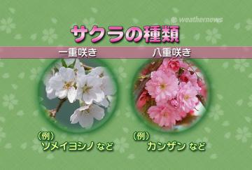 サクラの種類