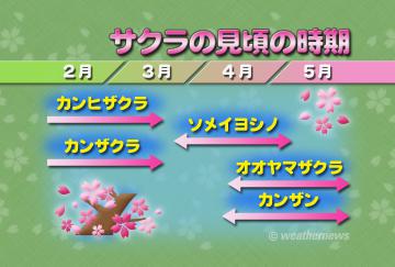 サクラの見頃の時期