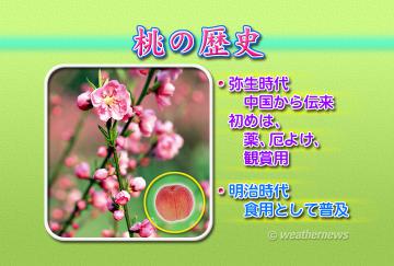 桃の歴史