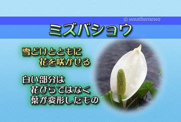 ミズバショウ
