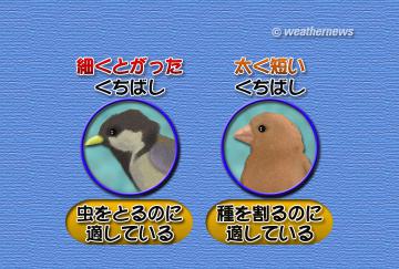 バードウォッチング・2