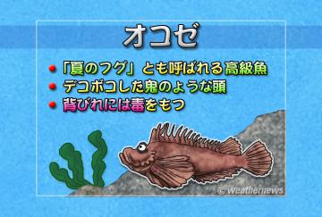 オコゼ
