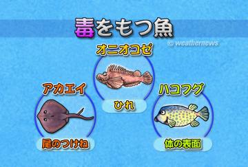 毒をもつ魚