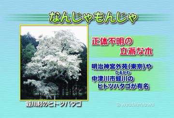 なんじゃもんじゃ