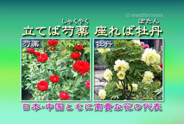 立てば芍薬（しゃくやく）座れば牡丹（ぼたん）