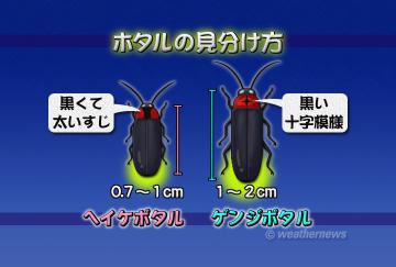 ホタルの見分け方