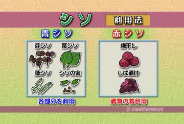 紫蘇(利用法)