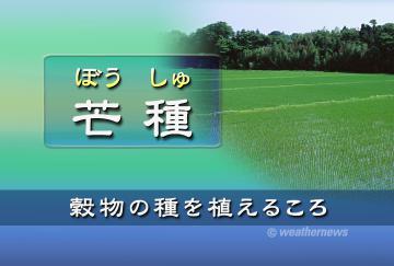 芒種