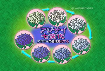 あじさい七変化