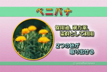 ベニバナ