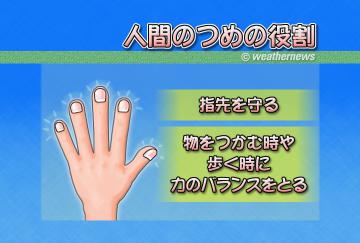 人間のつめの役割
