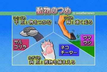 動物のつめ