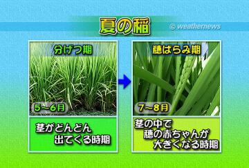 夏の稲