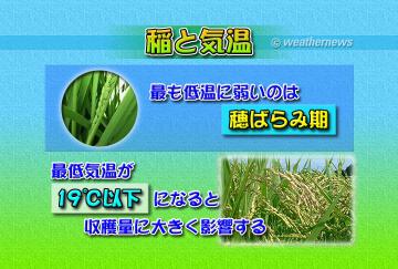 稲と気温