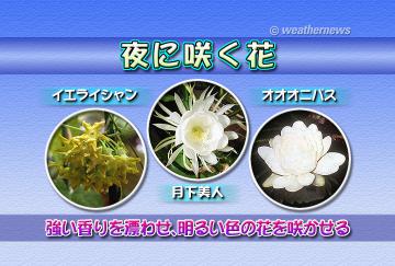 夜に咲く花