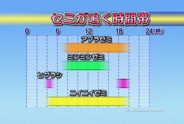 セミが鳴く時間帯