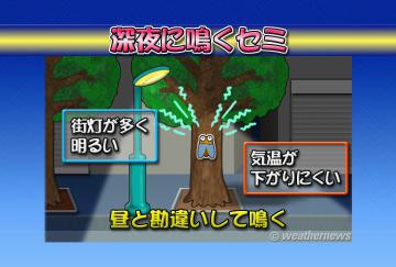 深夜に鳴くセミ