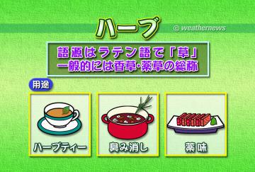 ハーブ