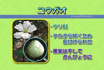 ユウガオ