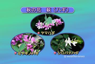 萩