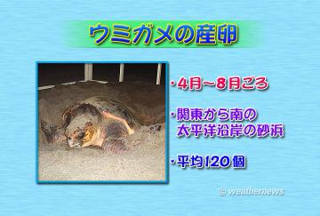 ウミガメの産卵