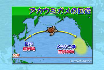 アカウミガメの回遊
