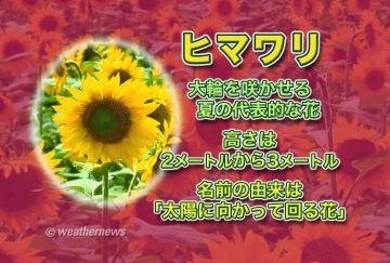 ひまわり