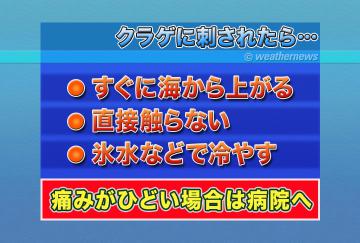 クラゲに刺されたら