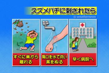 スズメバチに刺されたら