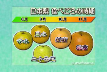 日本梨・食べごろの時期