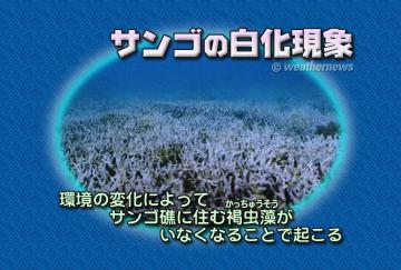 サンゴの白化現象