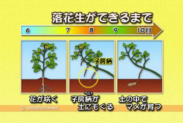 落花生ができるまで