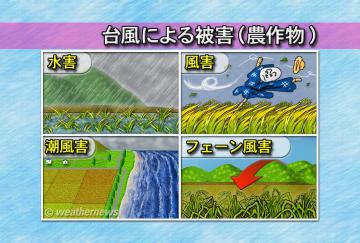 台風による被害