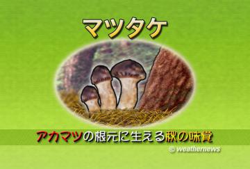 マツタケ