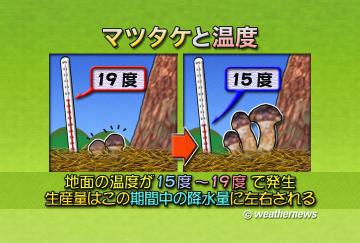 マツタケと温度