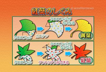 紅葉のしくみ