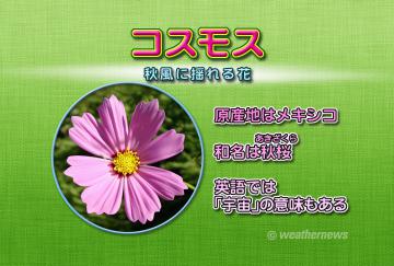 コスモス・１