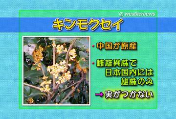 キンモクセイ