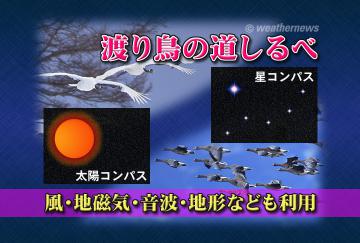 渡り鳥の道しるべ